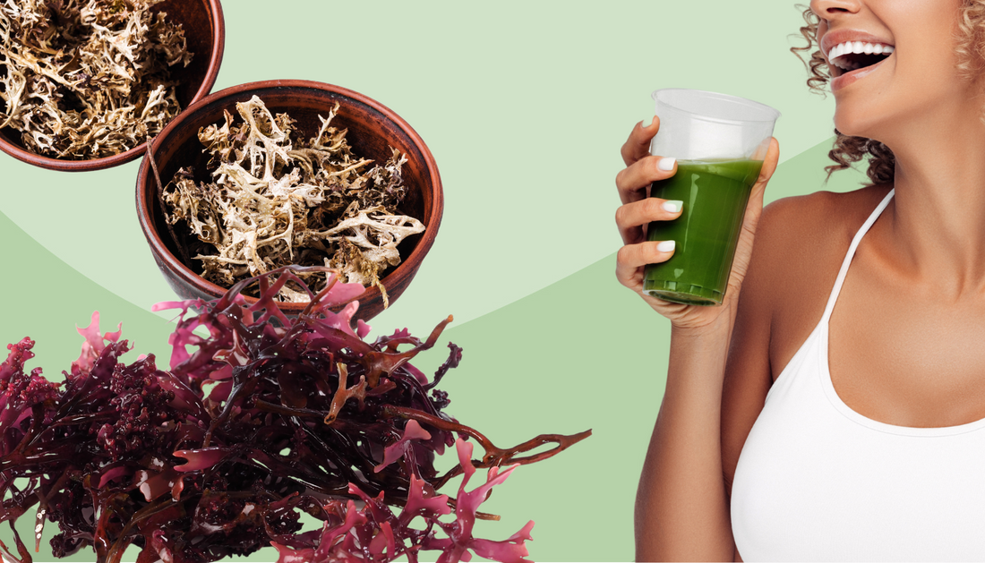 All About Sea Moss